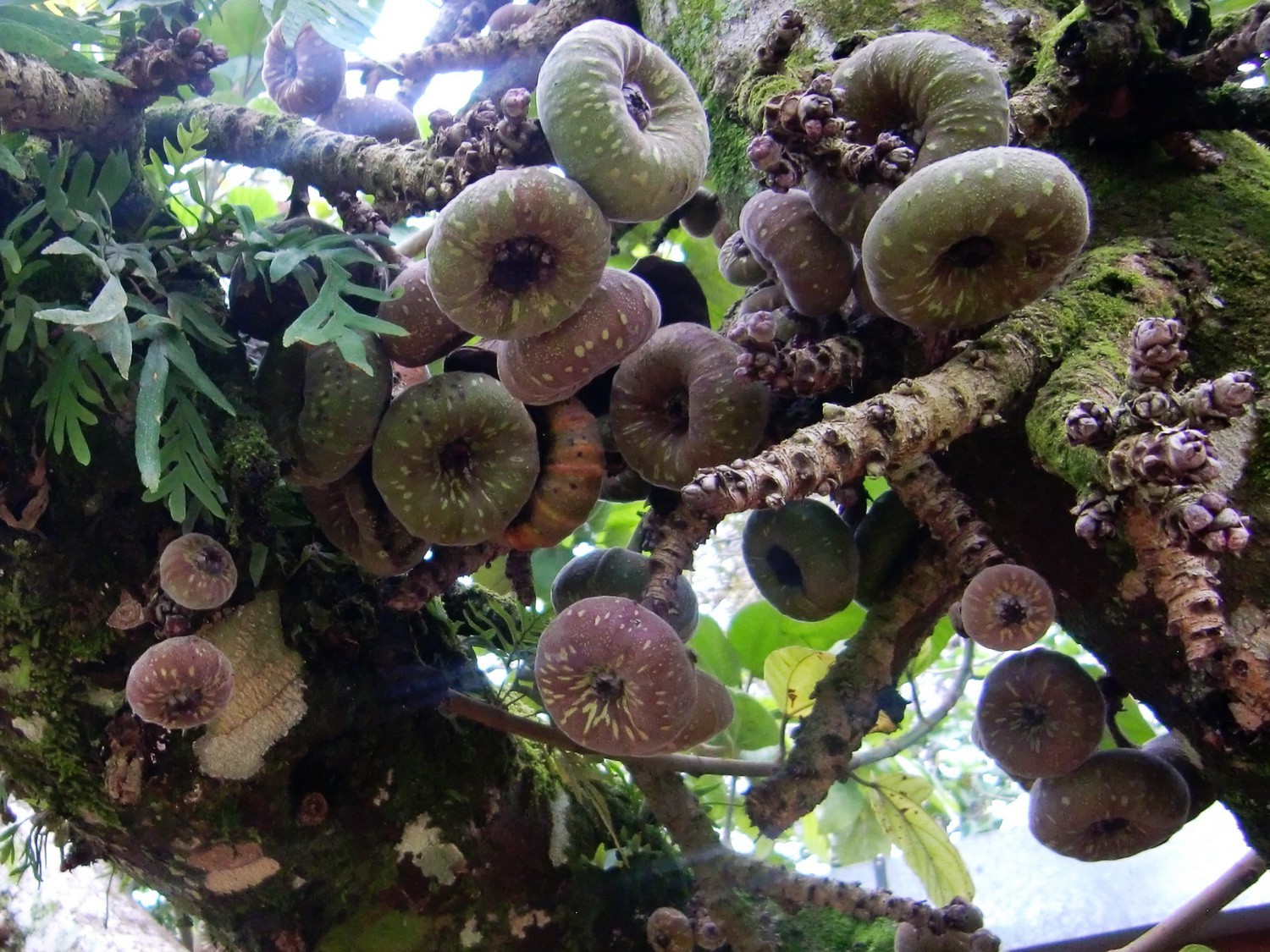 Unkown fruits
